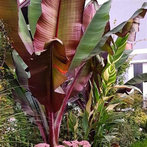 Ensete Maurelii Care All About Growing Red Abyssinian Banana