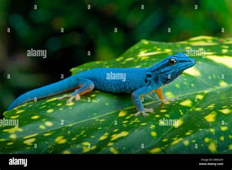 Electric Blue Gecko Williams Dwarf Gecko Lygodactylus Williamsi