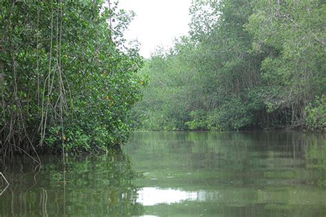 Zonas Naturales De Tumbes Turismo En Tumbes Donde Los Bosques Se