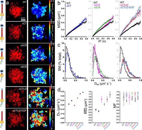 Deletion Of CTLD Increases P Selectin Mobility At Exocytosis Sites A SM