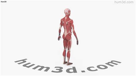 360 View Of Complete Male Anatomy 3d Model 3dmodels Store