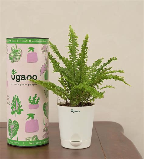 Buy Green Fern Mini Natural Plant In White Self Watering Plastic Pot