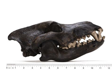 Dire Wolf Skull Replica