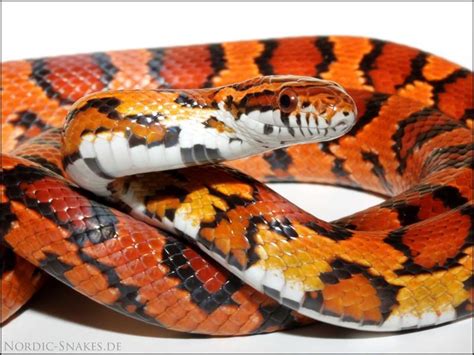 Pin By Natalie Smith On Favorite Reptiles Corn Snake Snake Colorful