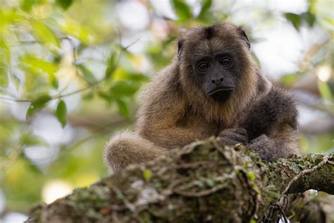 Black and Gold Howler Monkey Alouatta caraya Mburucuyá N Flickr