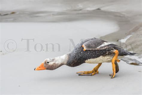 White Headed Steamer Duck – Tom Murphy Photography