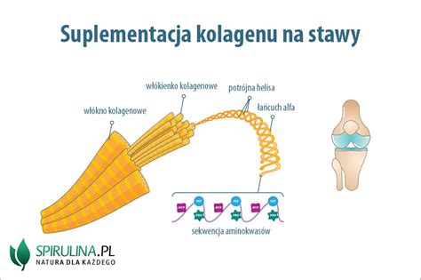 Suplementacja Kolagenu Na Stawy Algi Spirulina I Chlorella