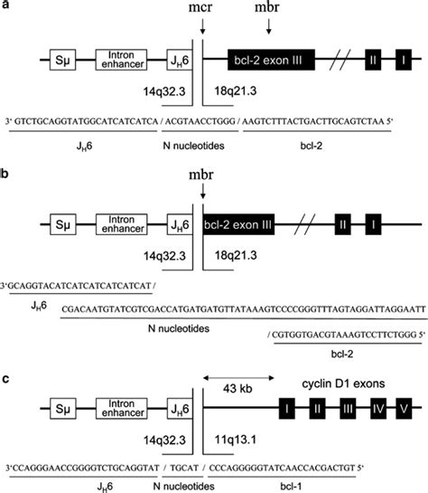 Igh Associated Translocations In Composite Lymphomas Breakpoints Of Download Scientific