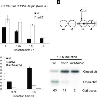 Expression Of The Pho Gene Is Negatively Affected In Rna Exosome