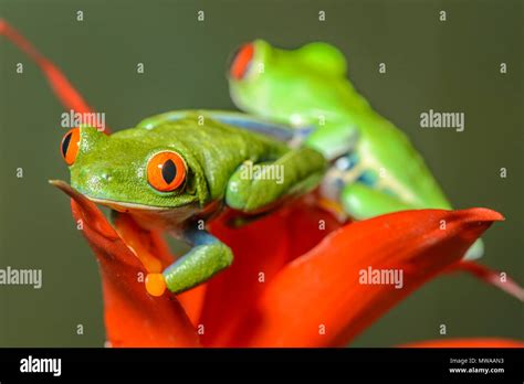 Red Eyed Tree Frog Agalychnis Callidryas Captive Reptilia Reptile