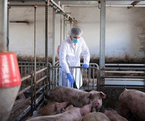 Understanding African Swine Fever Spread Risks And Preventive