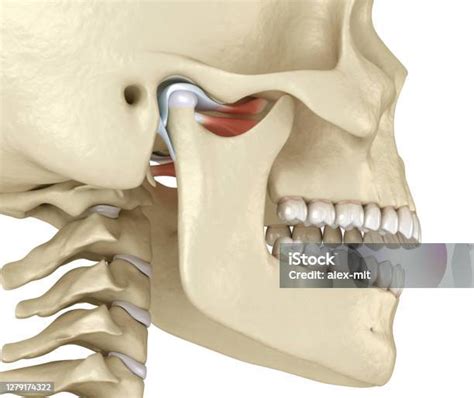 Tmj The Temporomandibular Joints Healthy Occlusion Anatomy Medically