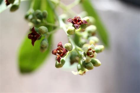 Inflorescence Of Santalum Album Indian Sandal Wood Tree Macro Stock