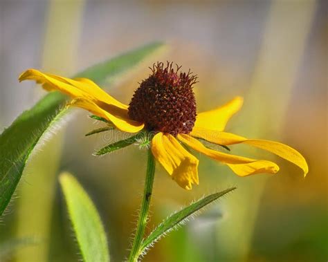 Black Eyed Susan Rudbeckia Hirta Bloom Stock Photo Image Of Color