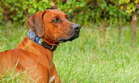 Tipos De Collares Para Perros Conócelos Todos Wakyma