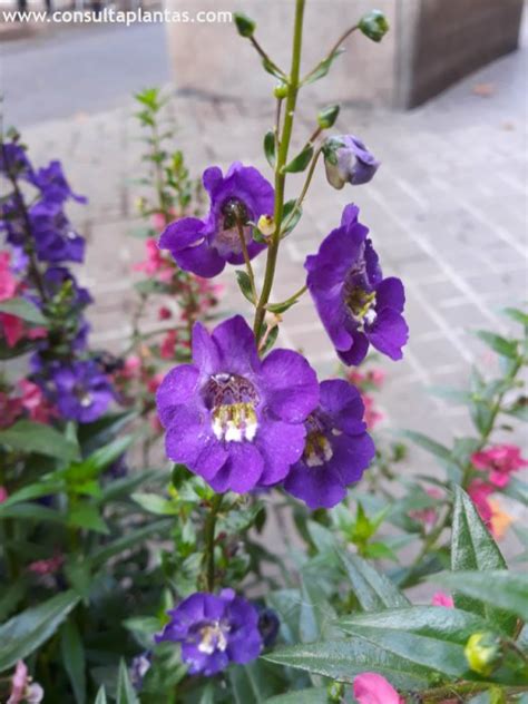 Angelonia Angustifolia O Boca De La Vieja Cuidados