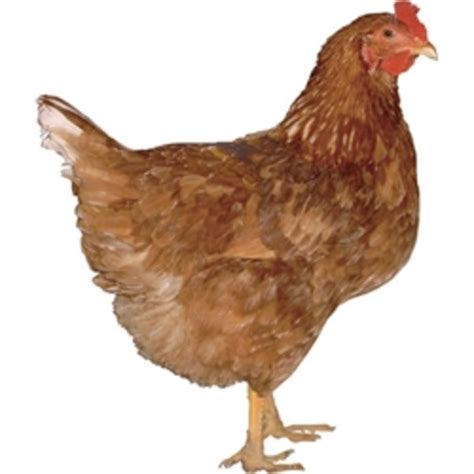 Chicken Breeds Sex Link Red Star And Black Star Color Sexing HubPages