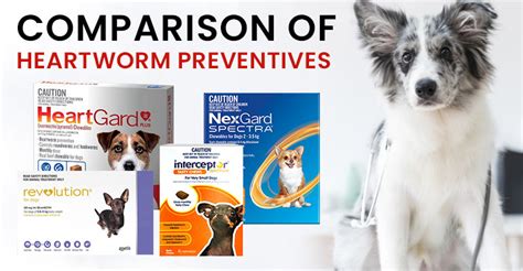 compare heartworm prevention for dogs Archives - BudgetVetCare Blog