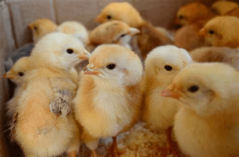 Amo Day Old Broilers Commercial Arbor Acres Plus Nigeria