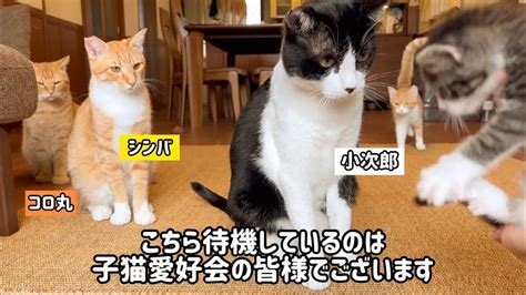 「新入りかい？」 生後2日で保護した74グラムの子猫 18匹の先住猫が温かく歓迎！ ラジトピ ラジオ関西トピックス