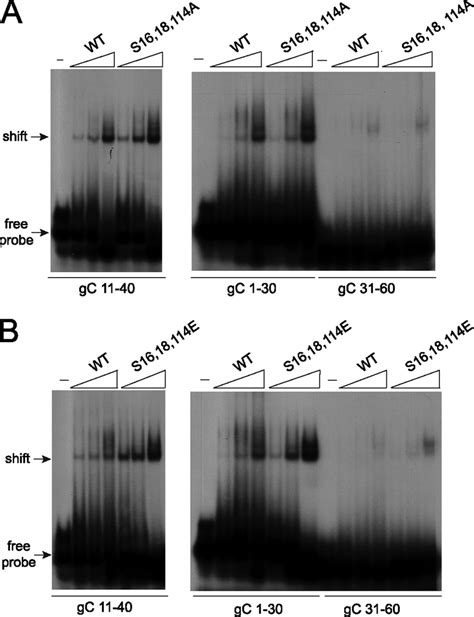 Alanine And Glutamic Acid Substitution Mutants Bind Hsv 1 Gc Sequences