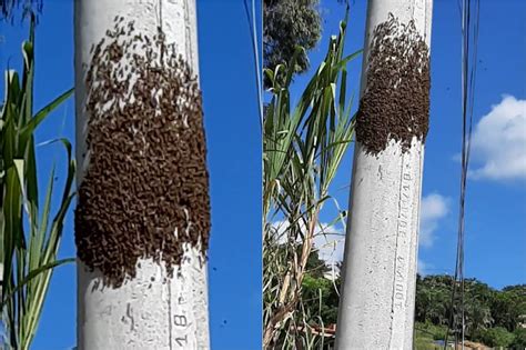 Cidadão solicita Defesa Civil para retirar enxame de abelhas no Bairro