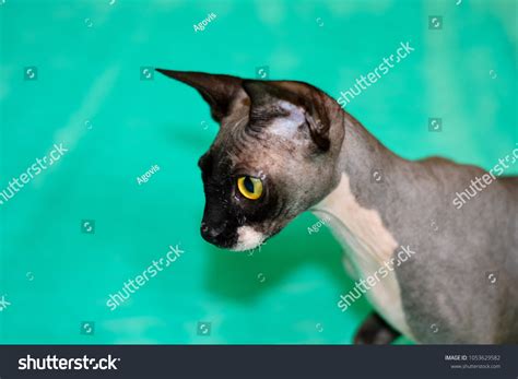 Beautiful Cat Breed Sphinx Naked Cat Stock Photo 1053629582 Shutterstock