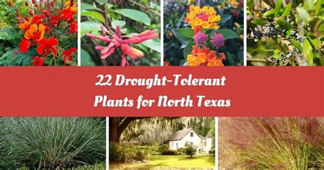 15 Best Drought Tolerant Plants For South Texas Landscape