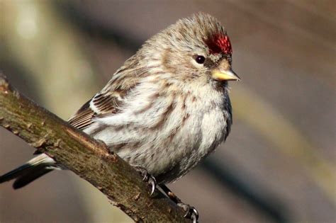 Birds That Look Like Sparrows A To Z List With Pictures Fauna Facts