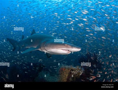 Sand Tiger Shark Carcharias Taurus Off The Coast Of North Carolina