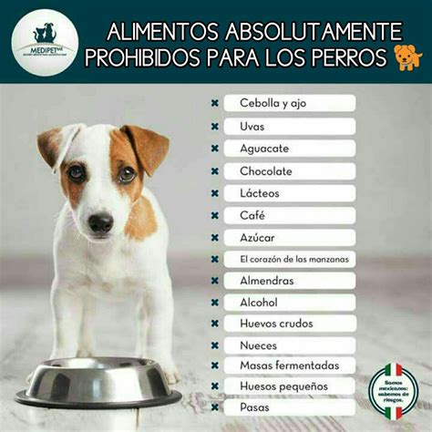 Alimentos Prohibidos Para Los Perros Alimentos Prohibidos Para