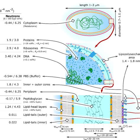 Schematic Of E Coli Structure And Composition Including Typical Download Scientific Diagram