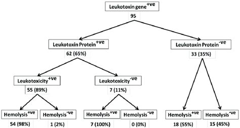 Leukotoxic And Hemolytic Activity Of M Haemolytica Isolates From