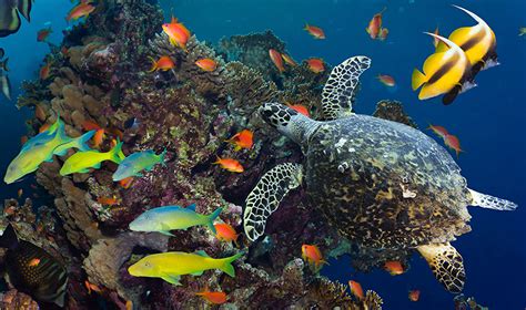 Fonds Decran Monde Sous Marin Poisson Corail Animaux Télécharger Photo