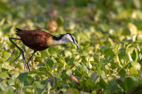 African Jacana A Photo On Flickriver