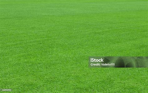 Latar Belakang Rumput Foto Stok Unduh Gambar Sekarang Alam