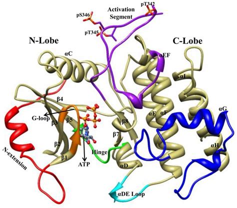 Structure Of Irak4 Kinase Domain The Structure Of Irak4 Kd Download Scientific Diagram