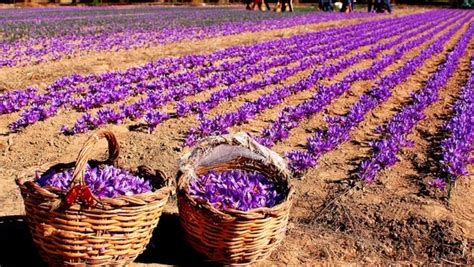 Saffron Farming Information Guide For Beginners Agri Farming