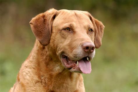 Hybridhund Labmaraner Der Labrador Weimaraner Mix im Porträt