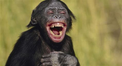 Animals Laughing Together