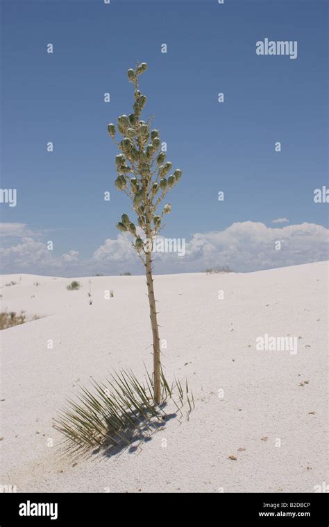 A Single Soaptree Yucca Yucca Elata Plant In A Sand Dune At White