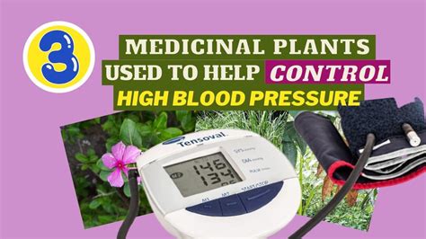 High Blood Pressure CONTROL Using 3 JAMAICAN MEDICINAL PLANTS Earth S