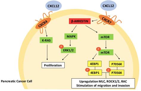 Frontiers The Role Of Cxcl12 Axis In Pancreatic Cancer New Biomarkers And Potential Targets