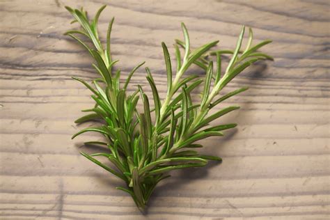 Rosemary Symbolism and Meaning (Faith and Love)