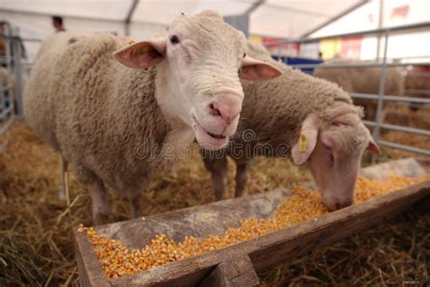 Sheep eating corn grains stock photo. Image of farm, barn - 66200484