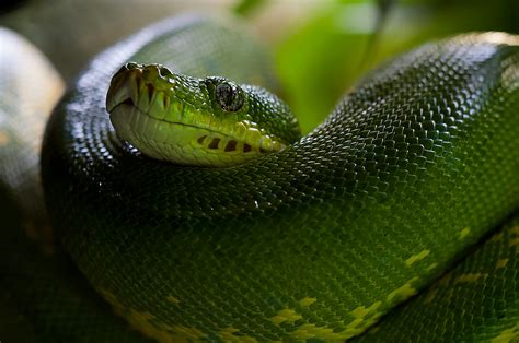 Python Snake Photos, Download The BEST Free Python Snake Stock Photos ...