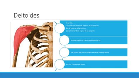 Músculos de la cintura escapular PPT