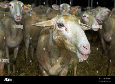 Flock of Lacaune dairy sheep, Aveyron, France Stock Photo - Alamy