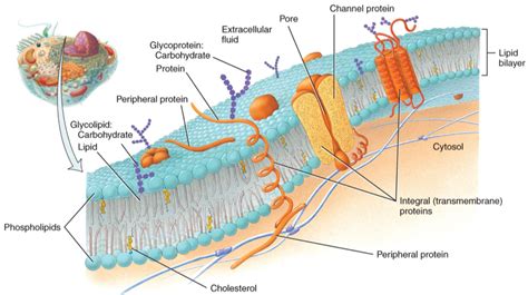 Chapter Principles Of Anatomy And Physiology Diagram Quizlet