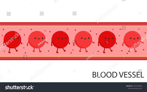 Blood Vessels Cartoon